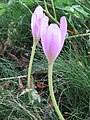 Colchicum speciosum