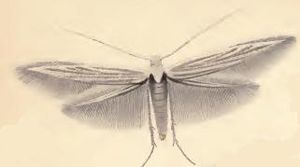 Coleophora gnaphalii.JPG