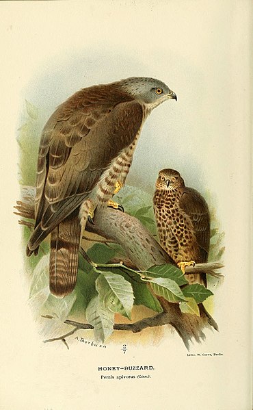 File:Coloured figures of the birds of the British Islands - issued by Lord Lilford (6029164530).jpg