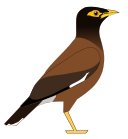 File:CommonMyna.svg