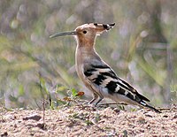 Hoopoe