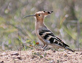 Common Hoopoe (Upapa epops) preening at Kolkata I2 IMG 6985.jpg