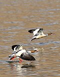 Common Merganser (Mergus merganser) (46323801944).jpg