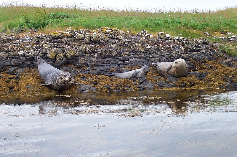File:Common Seals and pup.jpg