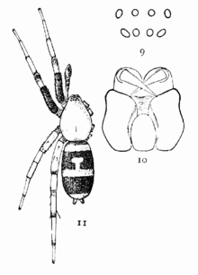 Umumiy o'rgimchaklar AQSh 009-11.png