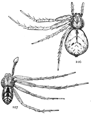 <i>Philodromus imbecillus</i> Species of spider