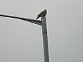 Common Woodpigeon.jpg
