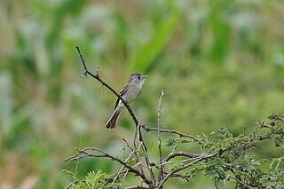 <span class="mw-page-title-main">Tumbes pewee</span> Species of bird