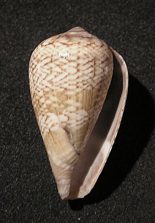 <i>Conus cacao</i> Species of sea snail