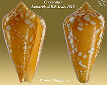 Conus crocatus 1.jpg 