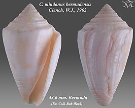 Conus mindanus bermudensis