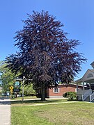 A dark purple example of a copper beech in Mystic, CT.