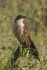 Thumbnail for Coppery-tailed coucal
