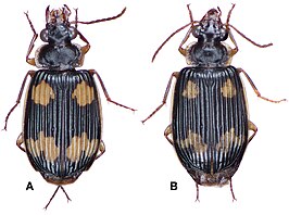 Coptodera chaudoiri