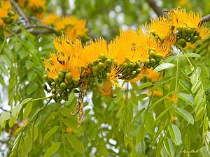 Cordyla africana04.jpg