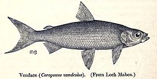 <i>Coregonus vandesius</i> Species of fish