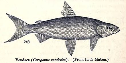 The vendace (Coregonus vandesius) is England's rarest species of fish, and is found only in the Lake District.
