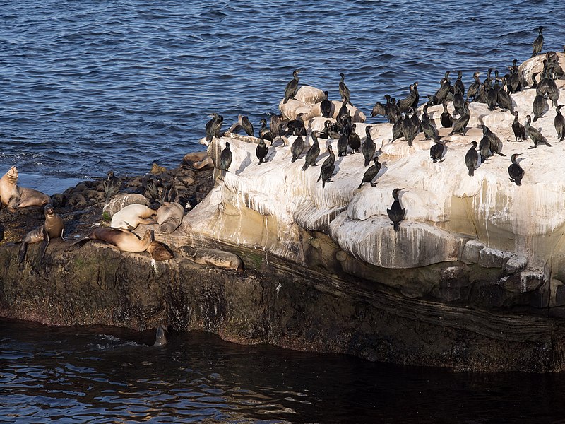 File:Cormorants and California sea lions in La Jolla (70598).jpg