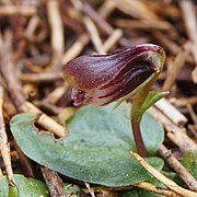 Corybas carsei