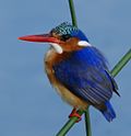 Miniatura para Alcedo (género)