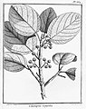 Coussapoa latifolia : Planche 362 accompagnant la description du genre Coussapoa par Aublet (1775)[1]