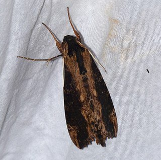 <i>Erinnyis crameri</i> Species of moth