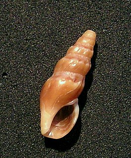 <i>Crassiclava layardi</i> Species of gastropod