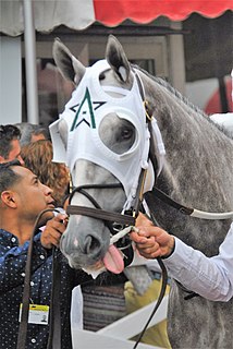 Creator (horse) American-bred Thoroughbred racehorse