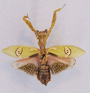 <i>Creobroter urbanus</i> Species of praying mantis