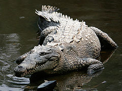 Un crocodile américain, au Mexique