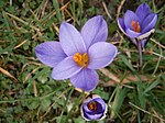 Crocus minimus10. jpg