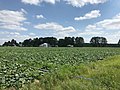 Cucumber field