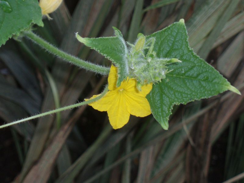 File:Cucumis sativus, Agurko ziedas1.JPG