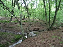Cuffley Brook and wall, Northaw Great Wood - geograph.org.uk - 448415.jpg
