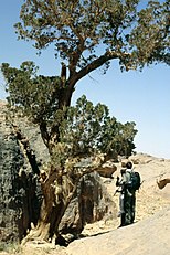 Cupressus dupreziana (Saharan Cypress)