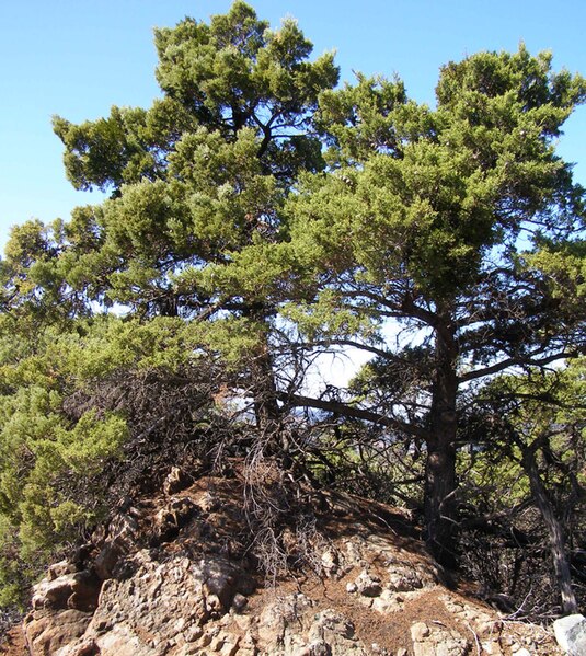 File:Cupressus sargentii, Hood Mountain, Sonoma Co.jpg