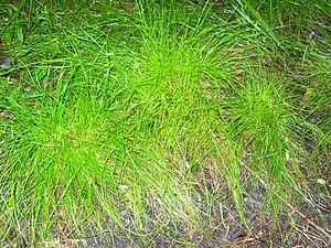 Cyperus gracilis Eastwood.jpg