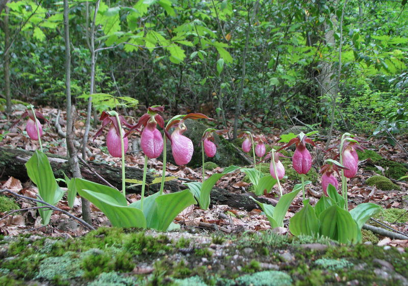 File:Cypripedium acaule - Flickr 003.jpg