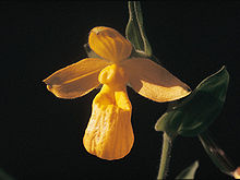 Cypripedium dickinsonianum.jpg