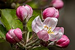 Thumbnail for File:Dülmen, Hausdülmen, Blüten eines Apfelbaums -- 2021 -- 7654.jpg