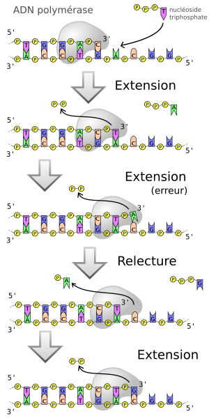 File:DNA polymerase-FR.svg