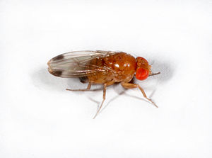 Flue av kirsebæreddik (Drosophila suzukii), hann
