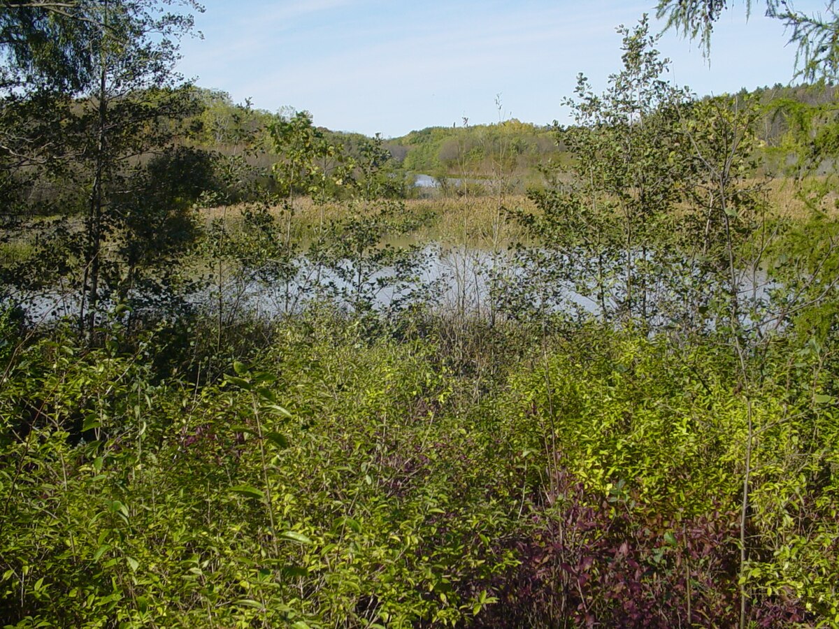 Kettle Creek (Ontario)