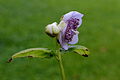 Deinanthe caerulea, een waardevolle plant in halfschaduw.