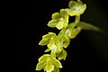 Dendrochilum filiforme