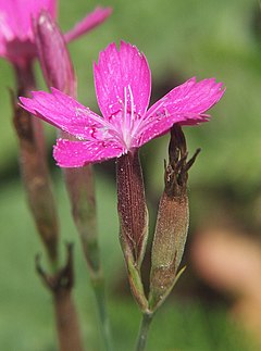 Nurmnelk (Dianthus deltoides)