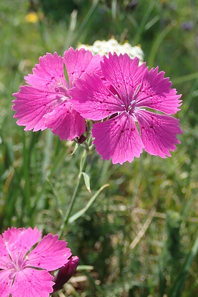 File:Dianthus seguieri subsp pseudocollinus.jpg