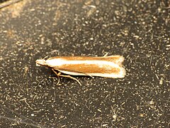 Category:Dichomeris marginella - Wikimedia Commons