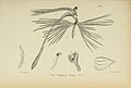 Habenaria medusa figure 24 in: Johannes Jacobus Smith: Die Orchideen von Java Figuren-Atlas - 1. Heft Leiden (1908)