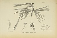 fig. 24 Habenaria medusa